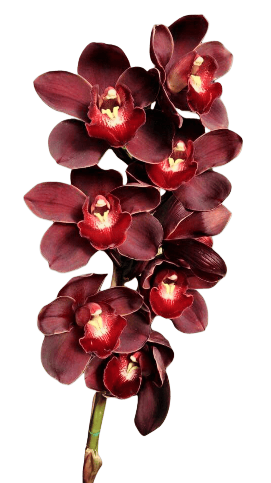 Cymbidium Kiwi Midnight 'Geyserland'